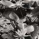 Illustration for article titled Spring has sprung: A Xyl0 photo gallery